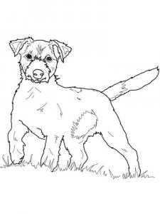 Jack Russell Terrier coloring page - picture 6