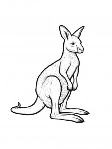 Kangaroo Coloring Pages 22