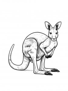 Kangaroo Coloring Pages 23