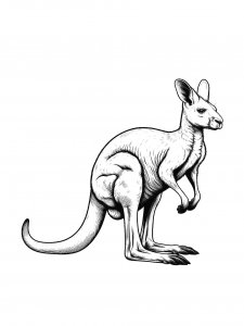Kangaroo Coloring Pages 30
