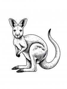Kangaroo Coloring Pages 31
