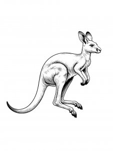 Kangaroo Coloring Pages 35