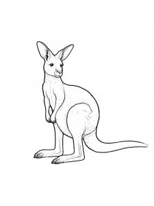 Kangaroo Coloring Pages 37