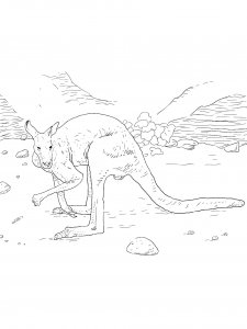 Kangaroo Coloring Pages 45