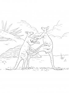 Kangaroo Coloring Pages 47