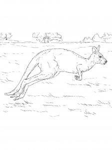 Kangaroo Coloring Pages 48