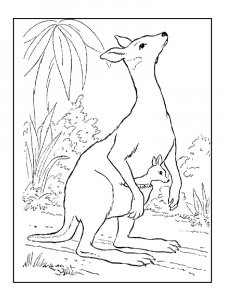 Kangaroo Coloring Pages 49