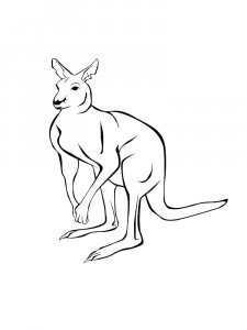 Kangaroo Coloring Pages 55