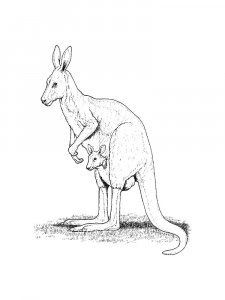 Kangaroo Coloring Pages 56