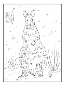 Kangaroo Coloring Pages 57
