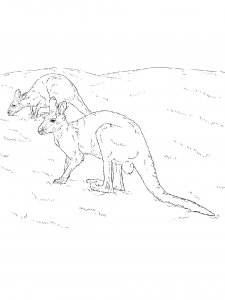 Kangaroo Coloring Pages 58
