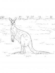 Kangaroo Coloring Pages 59