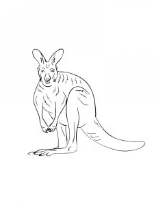 Kangaroo Coloring Pages 60