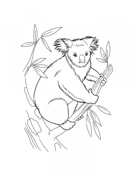 Koala coloring pages