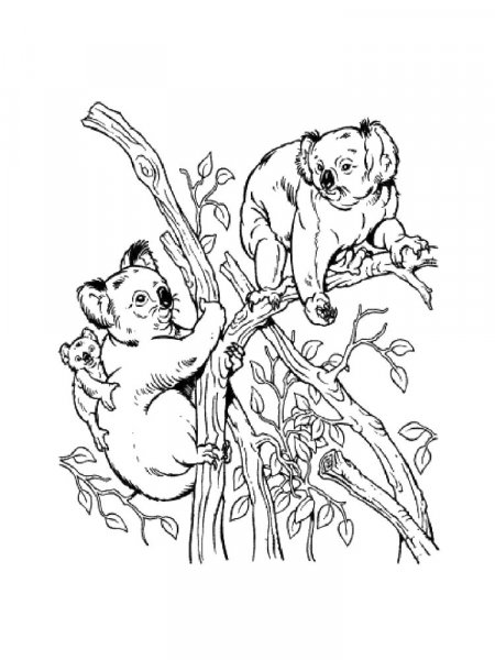 Koala coloring pages