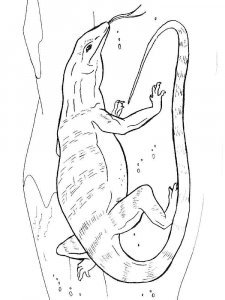 Komodo Dragon coloring page - picture 11