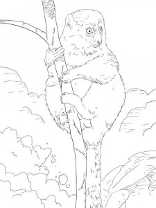 Lemur coloring page - picture 3