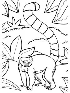 Lemur coloring page - picture 6