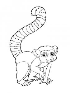 Lemur coloring page - picture 7