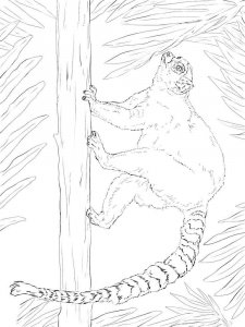 Lemur coloring page - picture 9