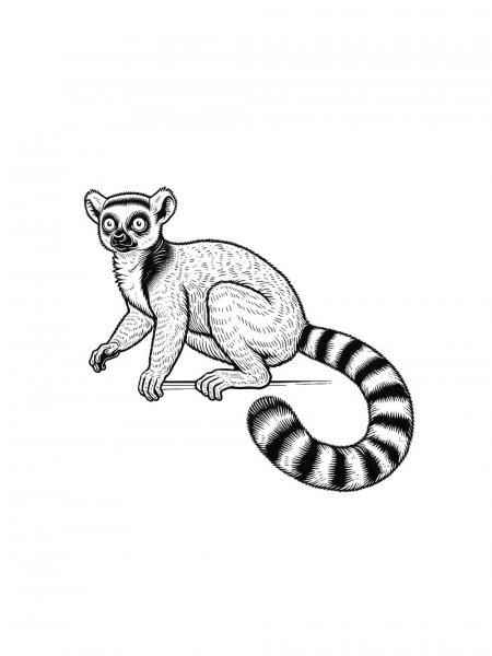 Lemur coloring pages