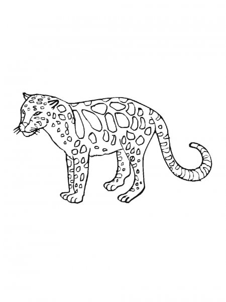 Leopard coloring pages - Free printable