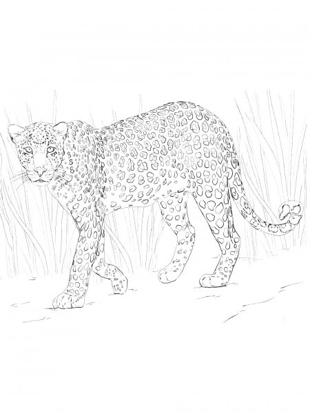 Leopard coloring pages - Free printable