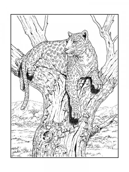 Leopard coloring pages - Free printable