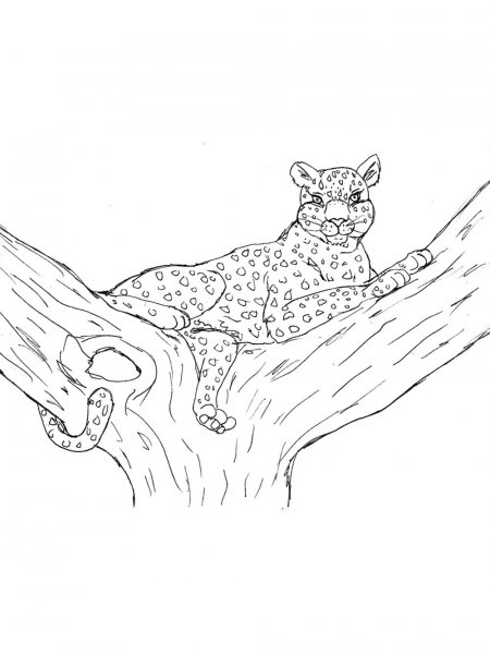 Leopard coloring pages - Free printable