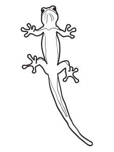 Lizard coloring page - picture 1