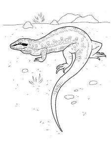 Lizard coloring page - picture 11