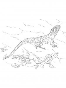 Lizard coloring page - picture 12