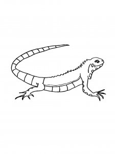 Lizard Coloring Pages 38
