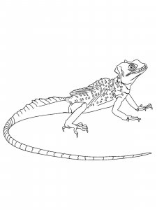 Lizard coloring page - picture 5