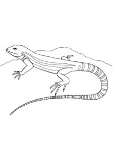 Lizard coloring page - picture 7
