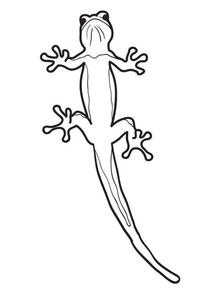 Lizard coloring pages