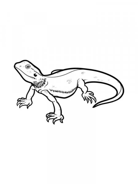 Lizard coloring pages