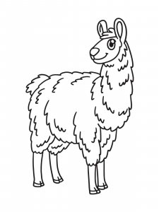 Llama coloring page - picture 11