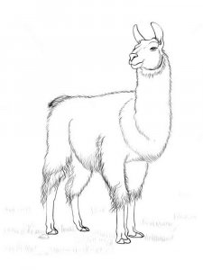 Llama coloring page - picture 13