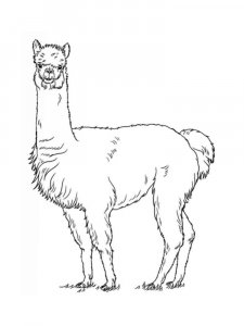 Llama coloring page - picture 15
