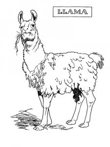 Llama coloring page - picture 16