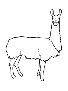 Llama coloring page - picture 17
