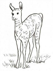 Llama coloring page - picture 18