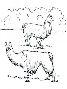 Llama coloring page - picture 20