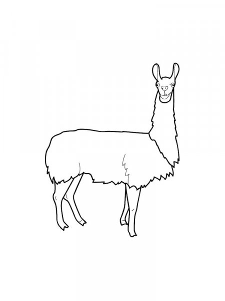 Llama coloring pages