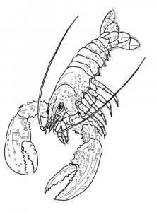 Lobster coloring page - picture 5