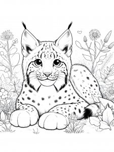 Lynx Coloring Pages 31