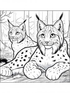 Lynx Coloring Pages 36