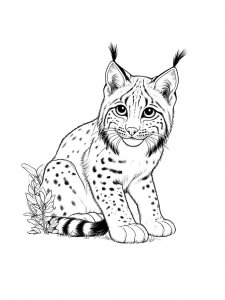 Lynx Coloring Pages 43