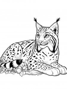 Lynx Coloring Pages 46